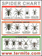 spider-chart1